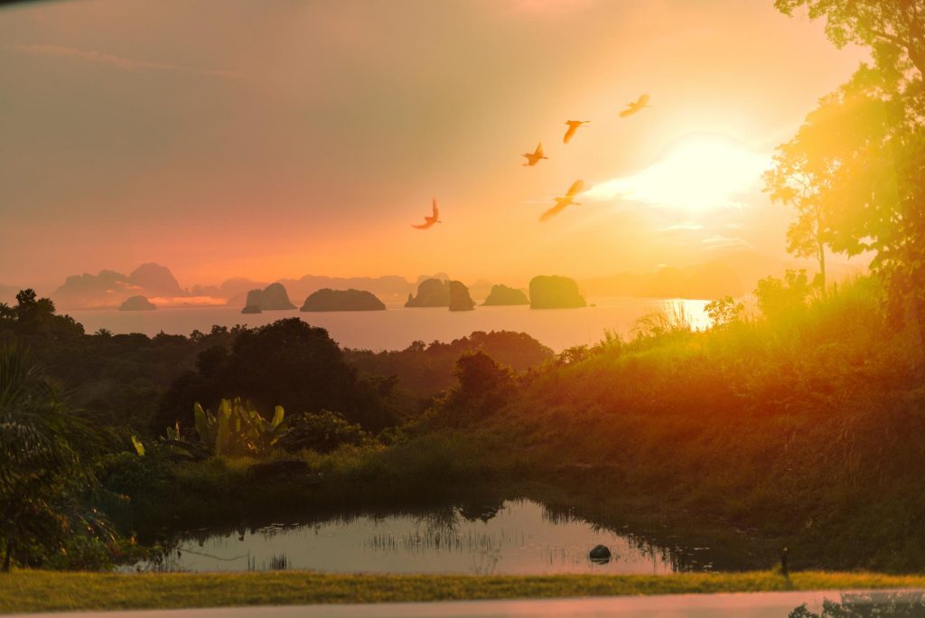 9 hornbills ko yao yai thailand sunrise